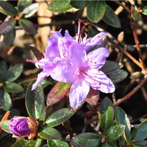 Rhododendron impeditum 'Moerheim' I