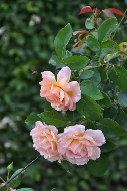 Rosa 'New Dawn' KL IV