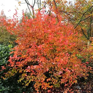 Vaccinium corymb. 'Goldtraube' CAC