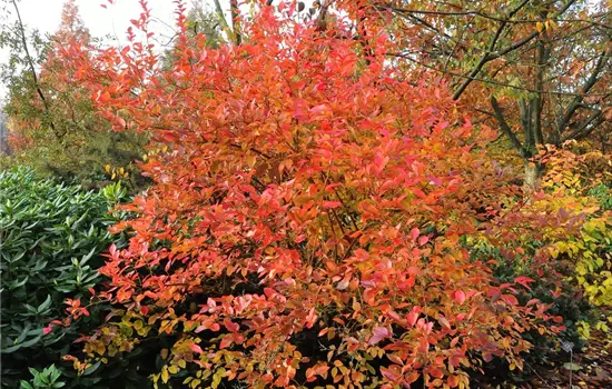 Vaccinium corymb. 'Goldtraube' CAC