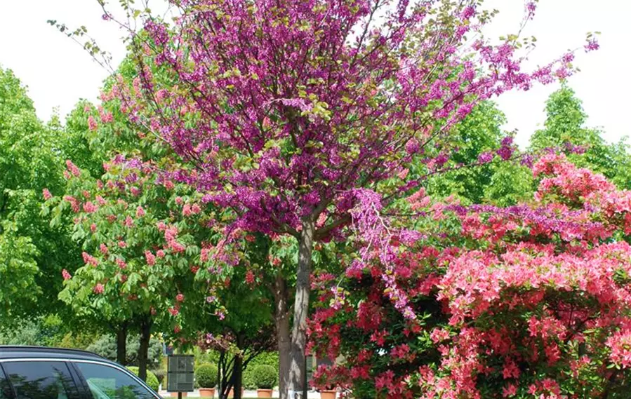 Cercis siliquastrum 20-25 (2).jpg