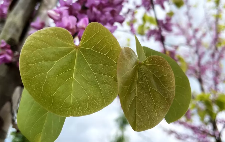 Cercis siliquastrum Detail (3).JPG