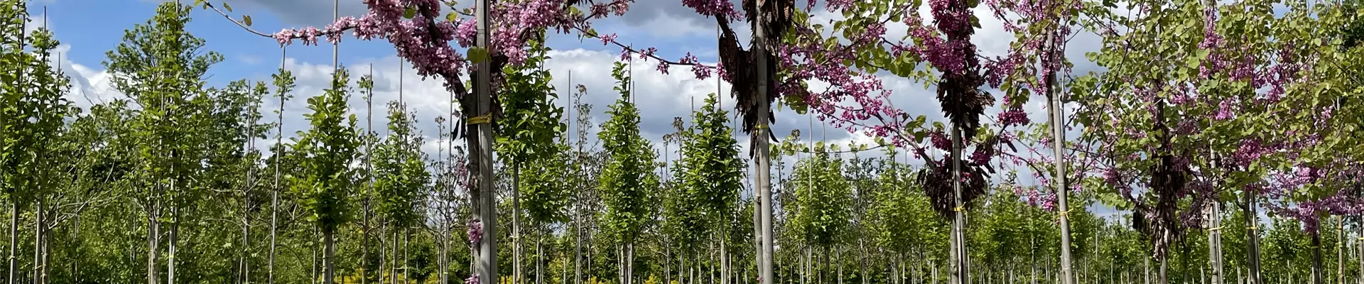 Cercis siliquastrum 12-14-16 (1).JPG