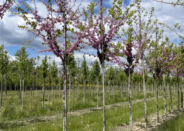 Pflanze des Monats April 2026: Cercis siliquastrum – Gemeiner Judasbaum 