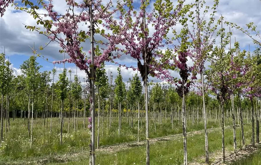 Cercis siliquastrum 12-14-16 (1).JPG