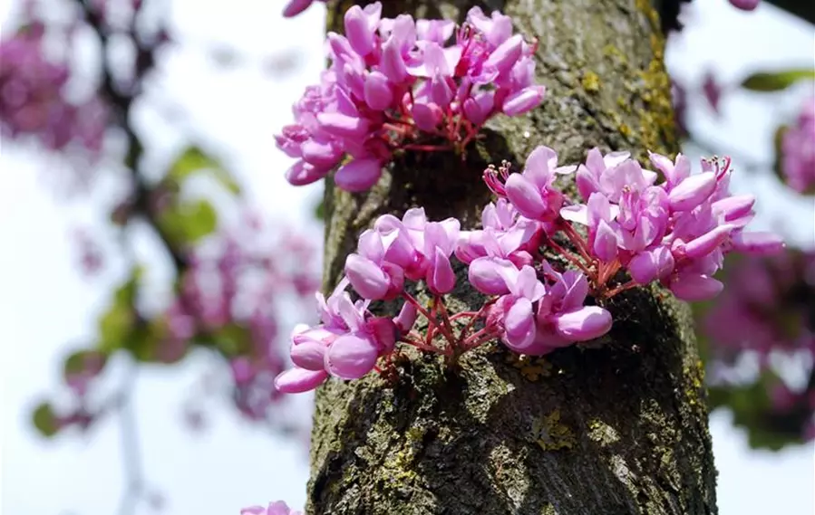 Cercis siliquastrum Detail (1).jpg