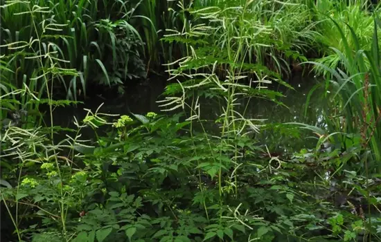 Aruncus dioicus