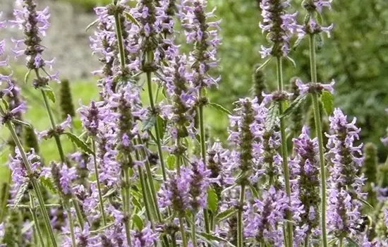 Betonica officinalis