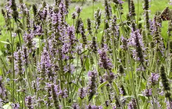 Betonica officinalis