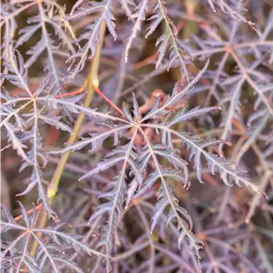 Acer palmatum 'Inaba-shidare'