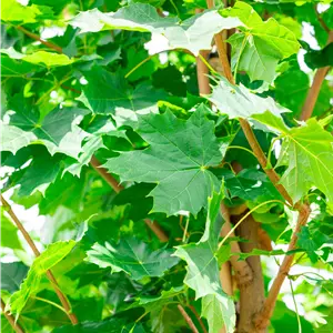 Acer platanoides 'Cleveland'