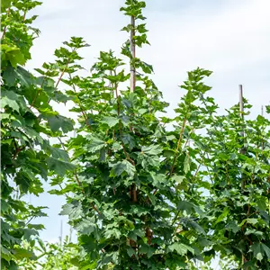 Acer platanoides 'Cleveland'