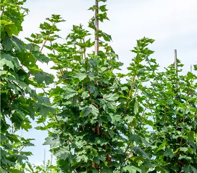 Acer platanoides 'Cleveland'