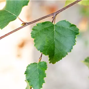 Betula pubescens