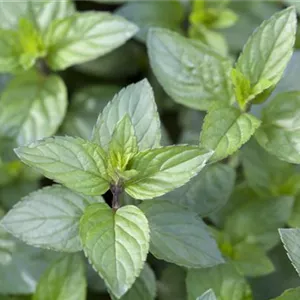Die Schoko-Minze: Schokolade für den Garten