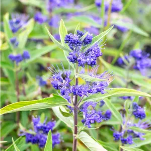 Caryopteris clandonensis 'Kew Blue'