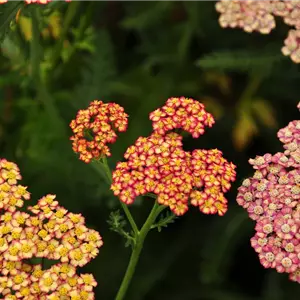 Achillea filipendulina 'Walter Funcke'