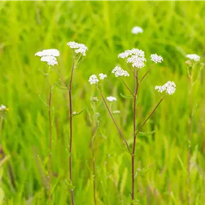 Achillea millefolium