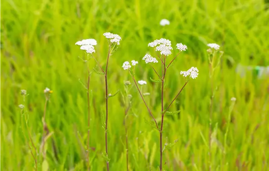 Achillea millefolium