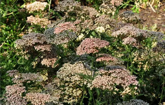 Achillea millefolium 'Lachsschönheit'