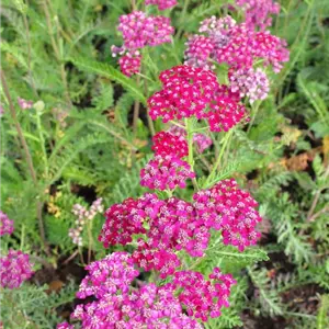 Achillea millefolium 'Sammetriese'