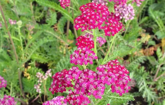 Achillea millefolium 'Sammetriese'