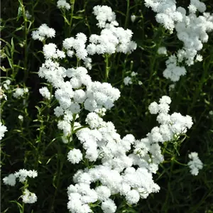 Achillea ptarmica 'The Pearl'