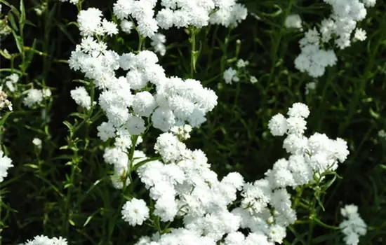 Achillea ptarmica 'The Pearl'