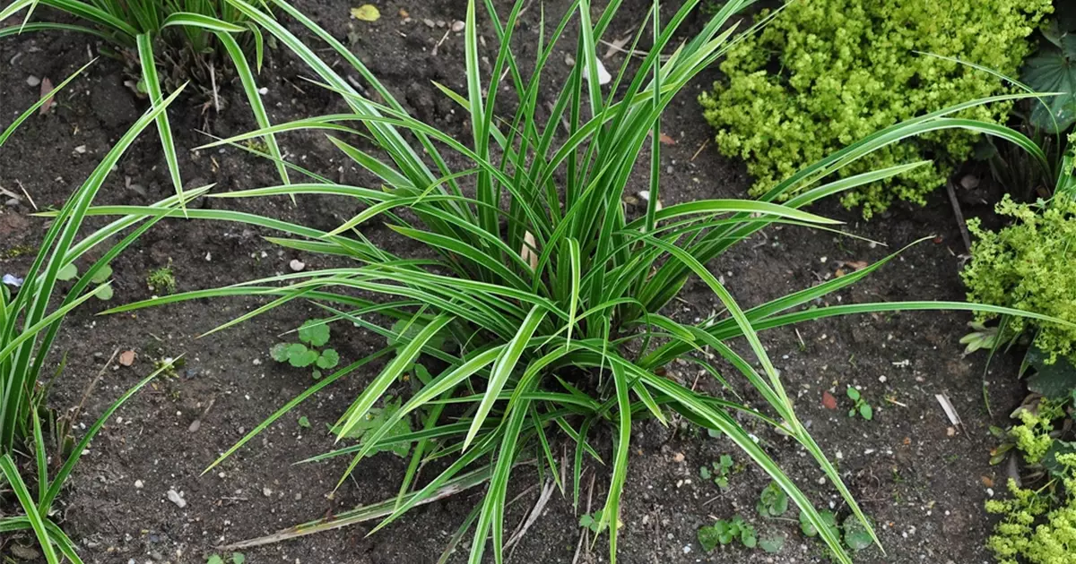 Carex morrowii 'Variegata'