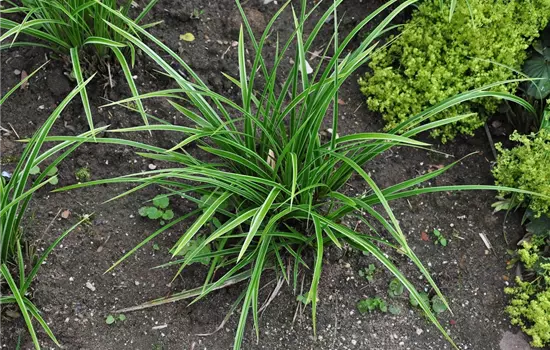 Carex morrowii 'Variegata'