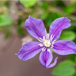 Clematis durandii