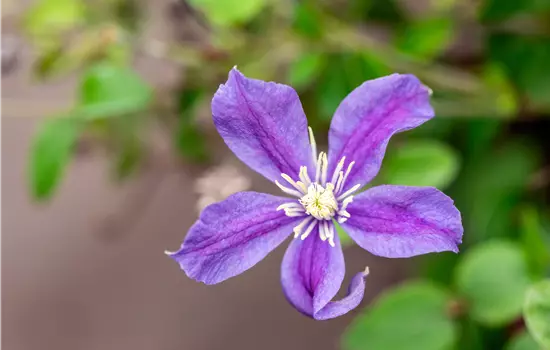 Clematis durandii
