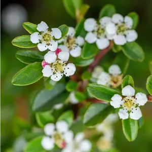 Cotoneaster dammeri 'Skogholm'