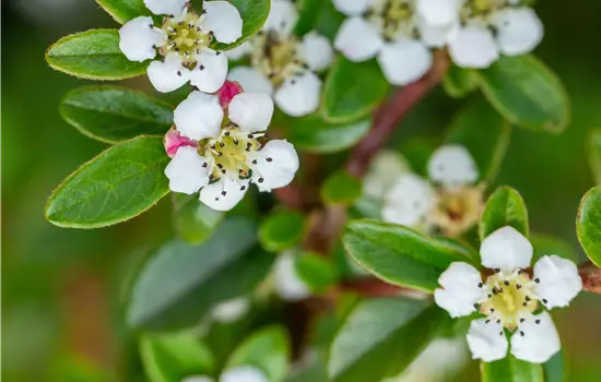 Cotoneaster dammeri 'Skogholm'