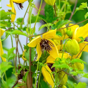Clematis serratifolia 'Golden Tiara' -R-