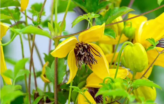 Clematis serratifolia 'Golden Tiara' -R-