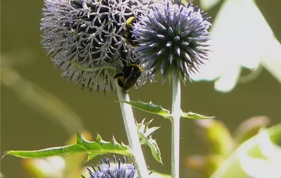 Echinops ritro 'Veitch's Blue'