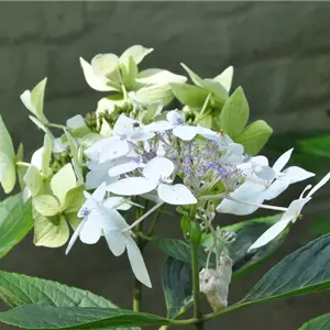 Hydrangea m. 'Lanarth White'