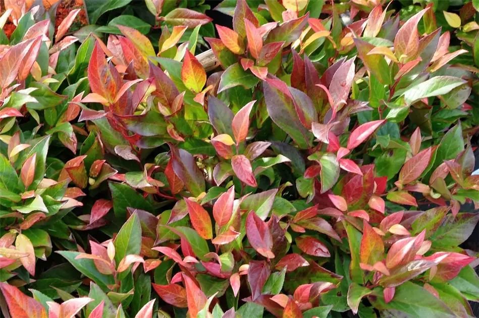 Leucothoe walteri 'Scarletta'