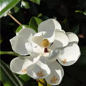 Magnolia grandiflora 'Galissonière'