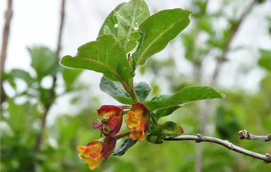 Lonicera involucrata ledebourii