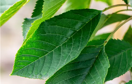 Prunus av.'Burlat' CAC