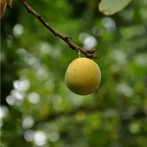 Prunus ital.'Oullins Reneklode' CAC