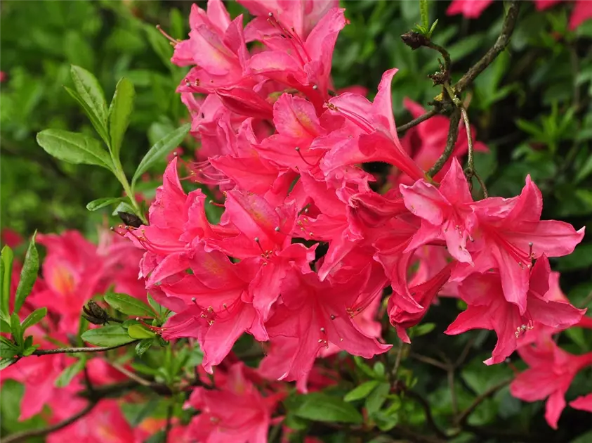 Rhododendron viscosum 'Jolie Madame' II