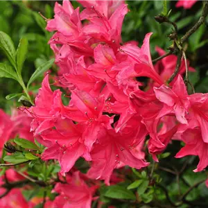 Rhododendron viscosum 'Jolie Madame' II