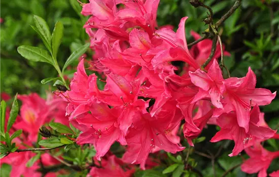 Rhododendron viscosum 'Jolie Madame' II
