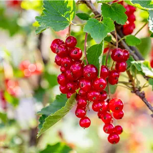 Ribes rubrum 'Rolan' CAC II