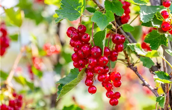 Ribes rubrum 'Rolan' CAC II