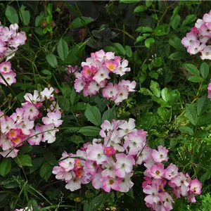 Rosa 'Ballerina' BDR III