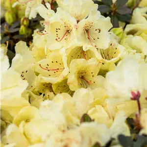 Rhododendron ludlowii 'Wren'